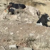 بز میش دوبر|حیوانات مزرعه|اردل, |دیوار