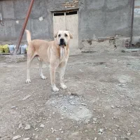 واگذاری سگ پژدر|سگ|مشهد, وکیلآباد|دیوار