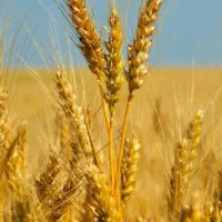 فروش-زمین-کشاورزی-و-باغ-میمی-فاروج-سیاهدشت
