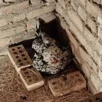 تخم نطفه دار گلین