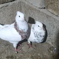 تعداد 34تا کفتر قیمت مناسب