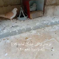 کبوتر  کفتر جفت جوجه بالغ پرشی