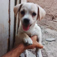 سگ سه ماهه