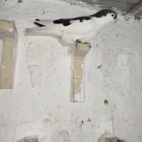 جفت چپ روتخم معاوضه|پرنده|کرمان, |دیوار