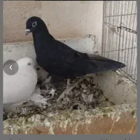 کبوتر کم شده