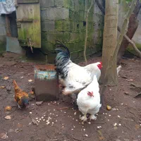 مرغ خروس امپراطور|حیوانات مزرعه|خشکبیجار, |دیوار