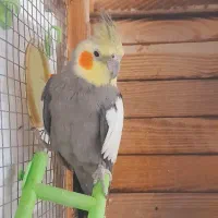 عروسهلندی|پرنده|ساوه, |دیوار