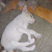 توله نر میکس