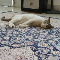 گربه گم شده