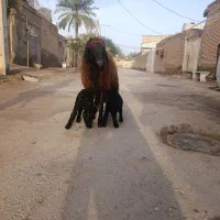 گوسفند جوان دقلوزا برهاشو نر ماده آدرس کوت عبدالله