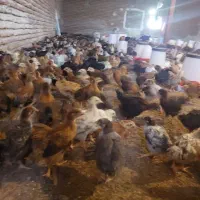 تجهیزات .وسایل مرغداری .دان خوریجوجه خروس.فقط تماس