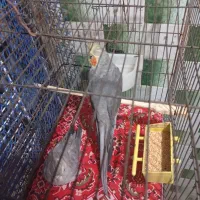 یک جفت عروس هلندی|پرنده|پاکدشت, پاکدشت (مامازند)|دیوار