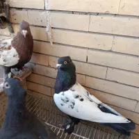 کفتر سینه ای|پرنده|کرمان, |دیوار