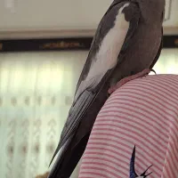 جفت عروس هلندی