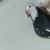 شازده هما نر رفته