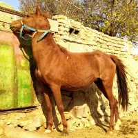 مادیون به همراه کره  باگوشی آیفون هم معاوضه میشود