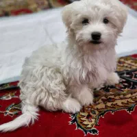 سگ شیتزو|سگ|شهر بابک, |دیوار