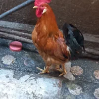 سربندرم