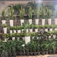 پیش فروش سبزه نارنج و فروش گل و گیاه آپارتمانی