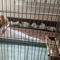 سره قناری  پاک بخون واقعی به شرط استاد استاد