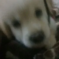 توله پامرشیتزو|سگ|پاکدشت, پارچین|دیوار