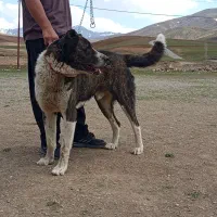 فروش|سگ|کرمانشاه, |دیوار
