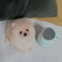 لیوانی های ریزه