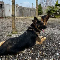 واگذاری ژرمن شپرد ماده