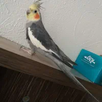 معاوضه با قناری عروس هلندی نر