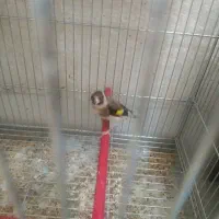سهره  ماده قفسی آماده. جفت با سهر ه