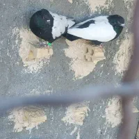 کفتر صید|پرنده|مشهد, همت آباد|دیوار