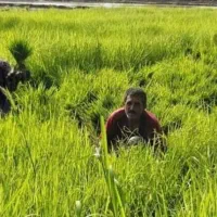 برنج شمالی اصل ارسال به شیراز