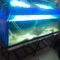 آکواریوم شیشه ۱۰ میل