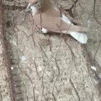 کفتر پرشی|پرنده|اسفراین, |دیوار