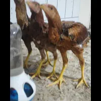 مرغ وخروس لاری|حیوانات مزرعه|گناباد, |دیوار