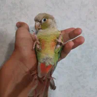 گیرینچیک|پرنده|جهرم, |دیوار