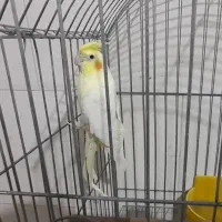 عروس هلندی میبد|پرنده|میبد, |دیوار