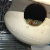 عروس هلندی  و کلوته برزیلی|پرنده|سراوان, |دیوار