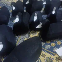 ساخت چیده|مجسمه، تندیس، ماکت|زابل, |دیوار