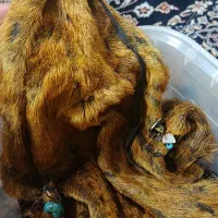 هیزه جای روغن حیوان