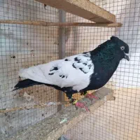 کبوتر رنگی کله سیاه سینه سیاه
