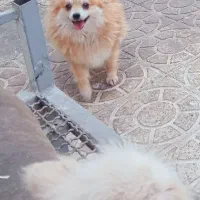 پامر .پیکینیز.اشپیتز