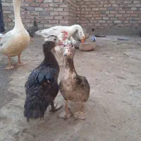 غازدانه.1500000اوردک.نرومدده.جفت1200000.