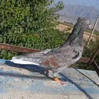 دمسفید