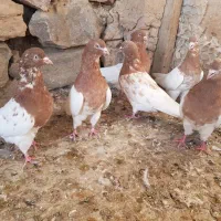 کبوتر کله‌ای هشت تا