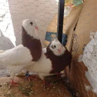 کفتر طوق سرخ|پرنده|کازرون, |دیوار
