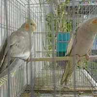 عروس هلندی|پرنده|شهریار, شهرک وائین|دیوار