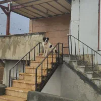 قهدریجانی نر|سگ|کامیاران, |دیوار