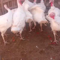 مرغ تخمی وبوقلمون گوشتی