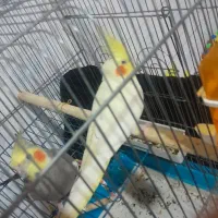 عروس هلندی مولد تخم گذار